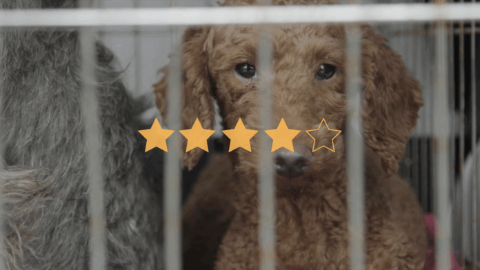 Dogspiracy (2025) © DonArt Production Dogspiracy (2025) © DonArt Production