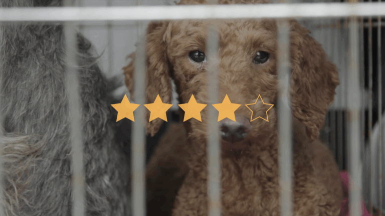 Dogspiracy (2025) © DonArt Production